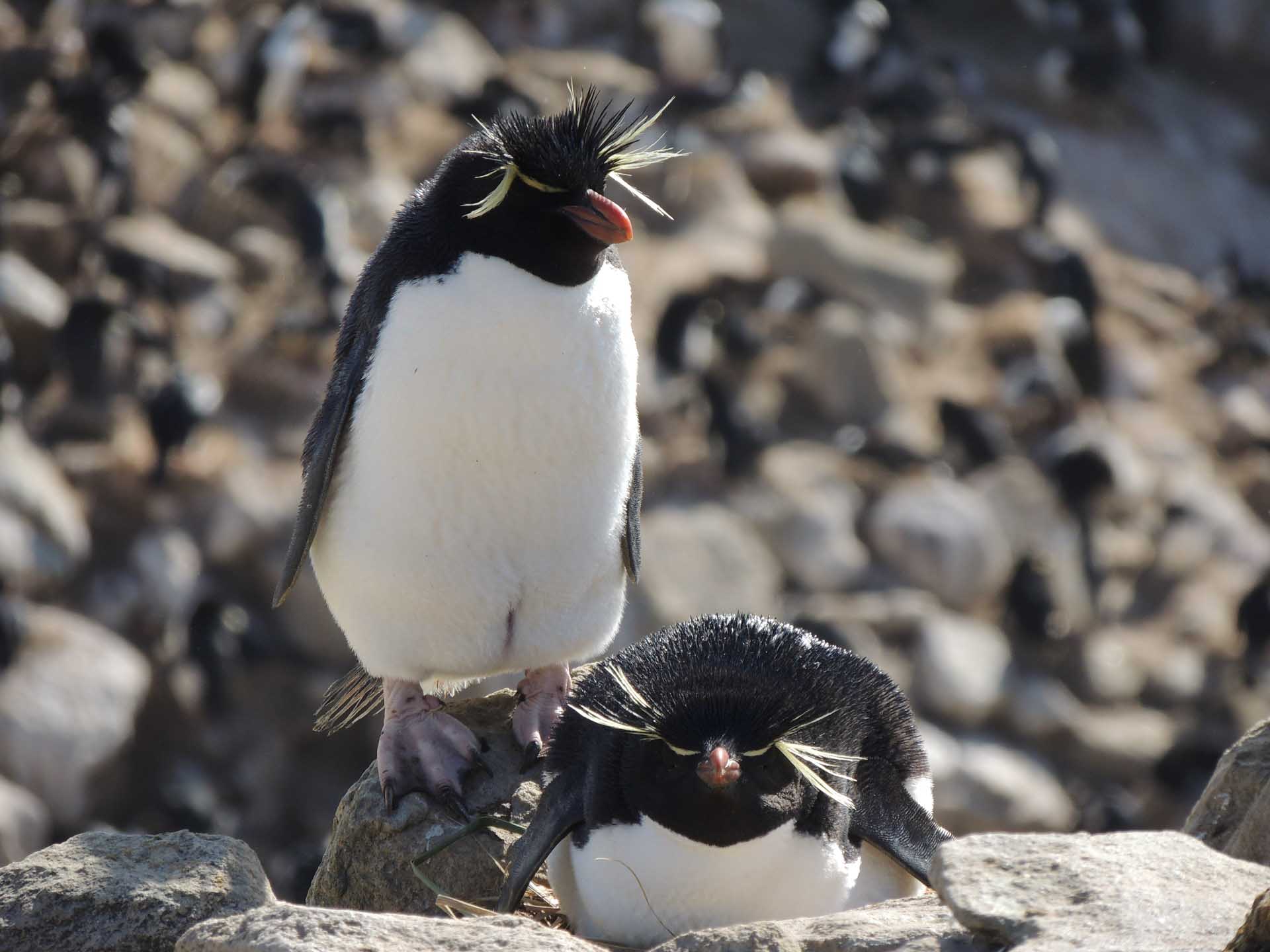 Local penguin wildlife Local penguin wildlife